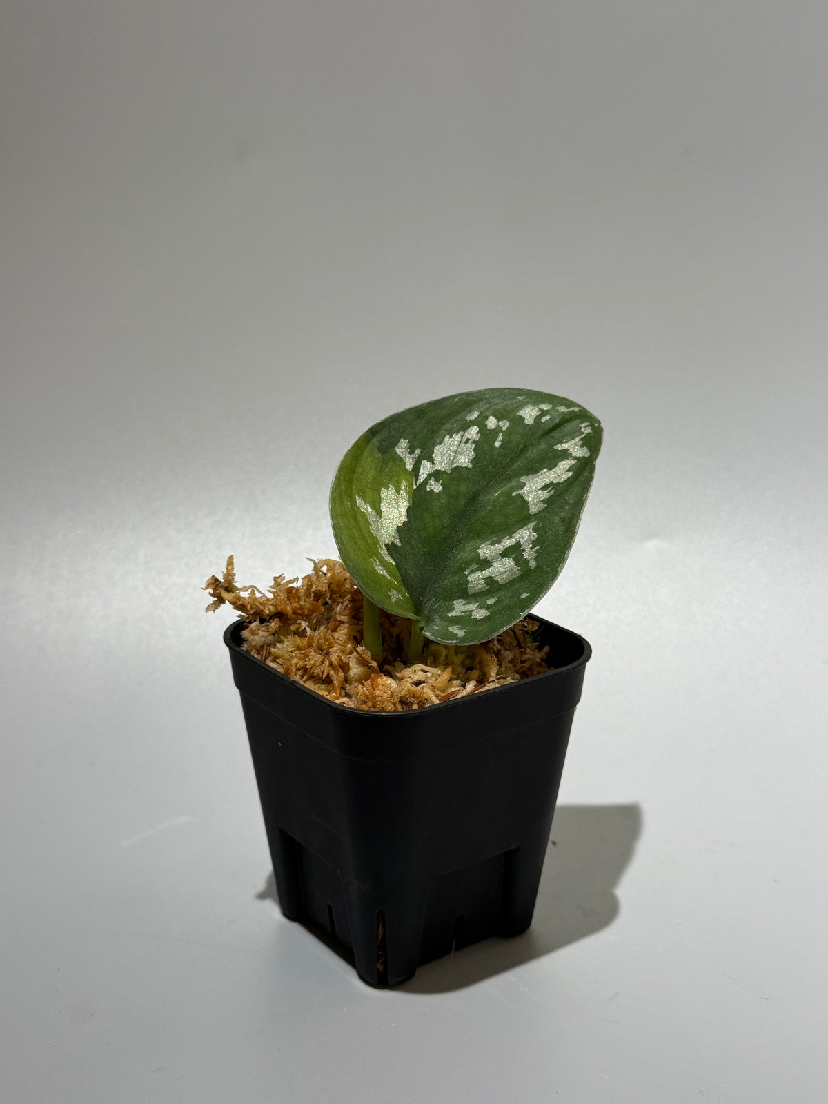スキンダプサス アルギレウス マクマク / Scindapsus Argyraeus makumaku (2)