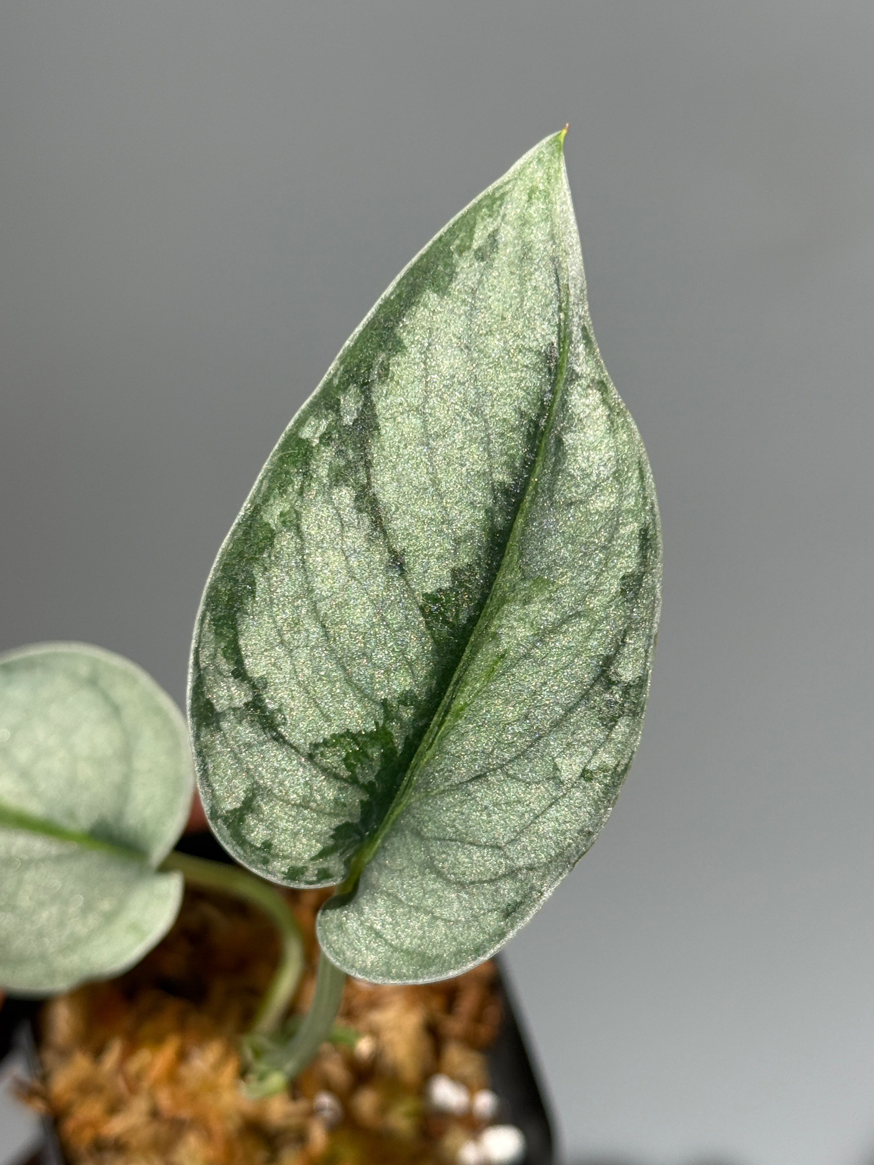 All Plants – Nakayama-Plants