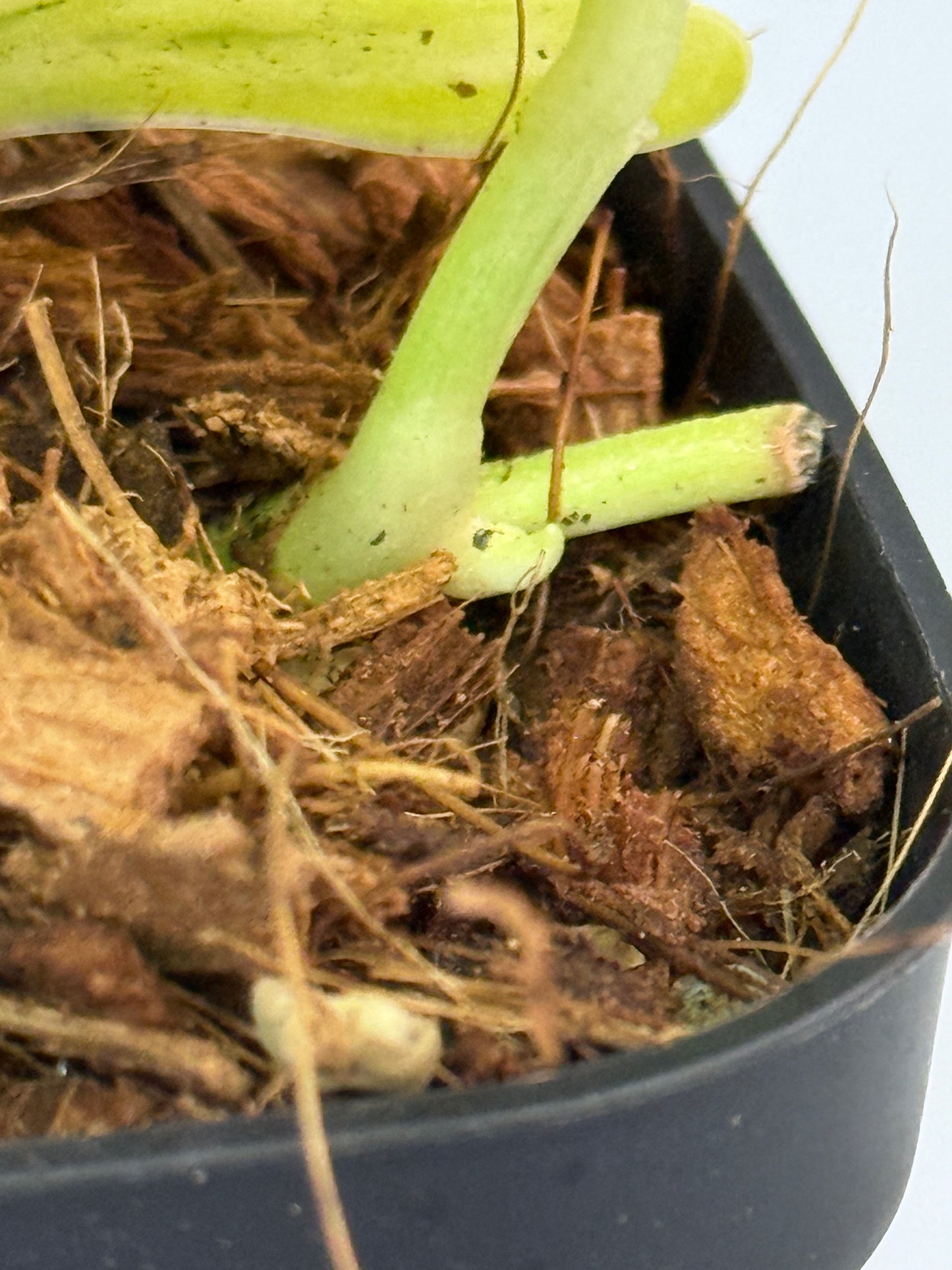 スキンダプサス ファンタジー / Scindapsus Fantasy (2)