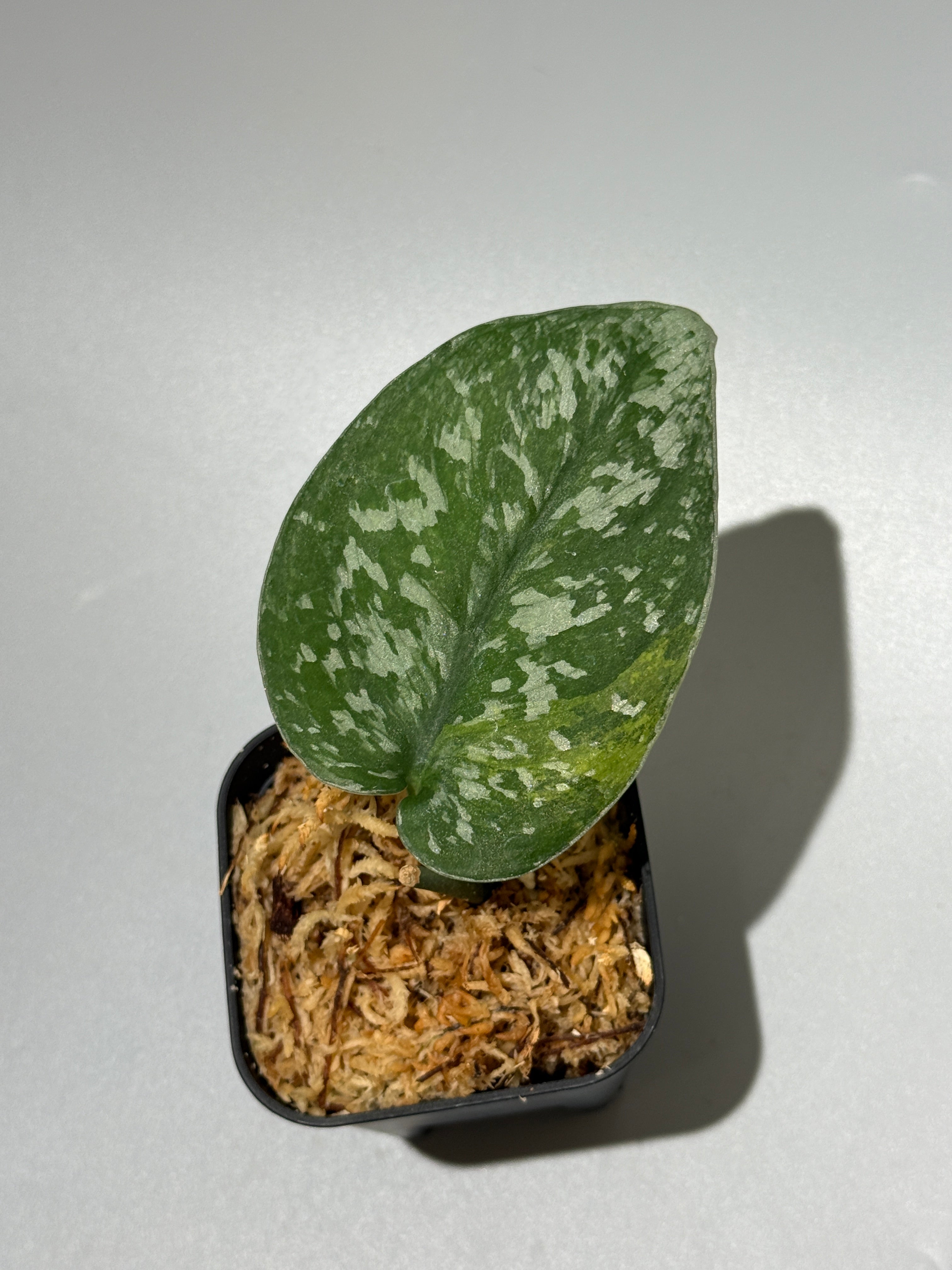 All Plants – Nakayama-Plants