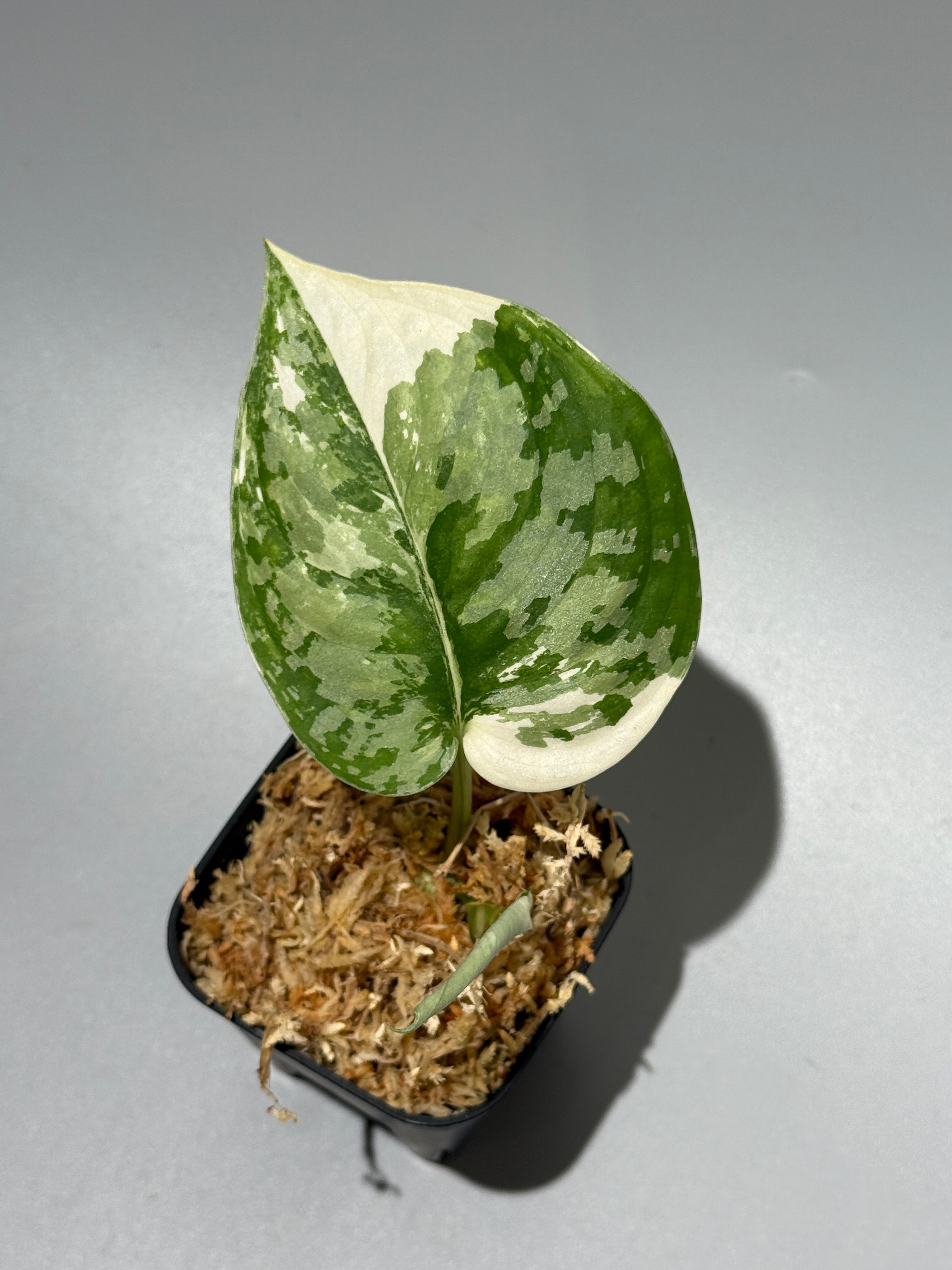 All Plants – Nakayama-Plants