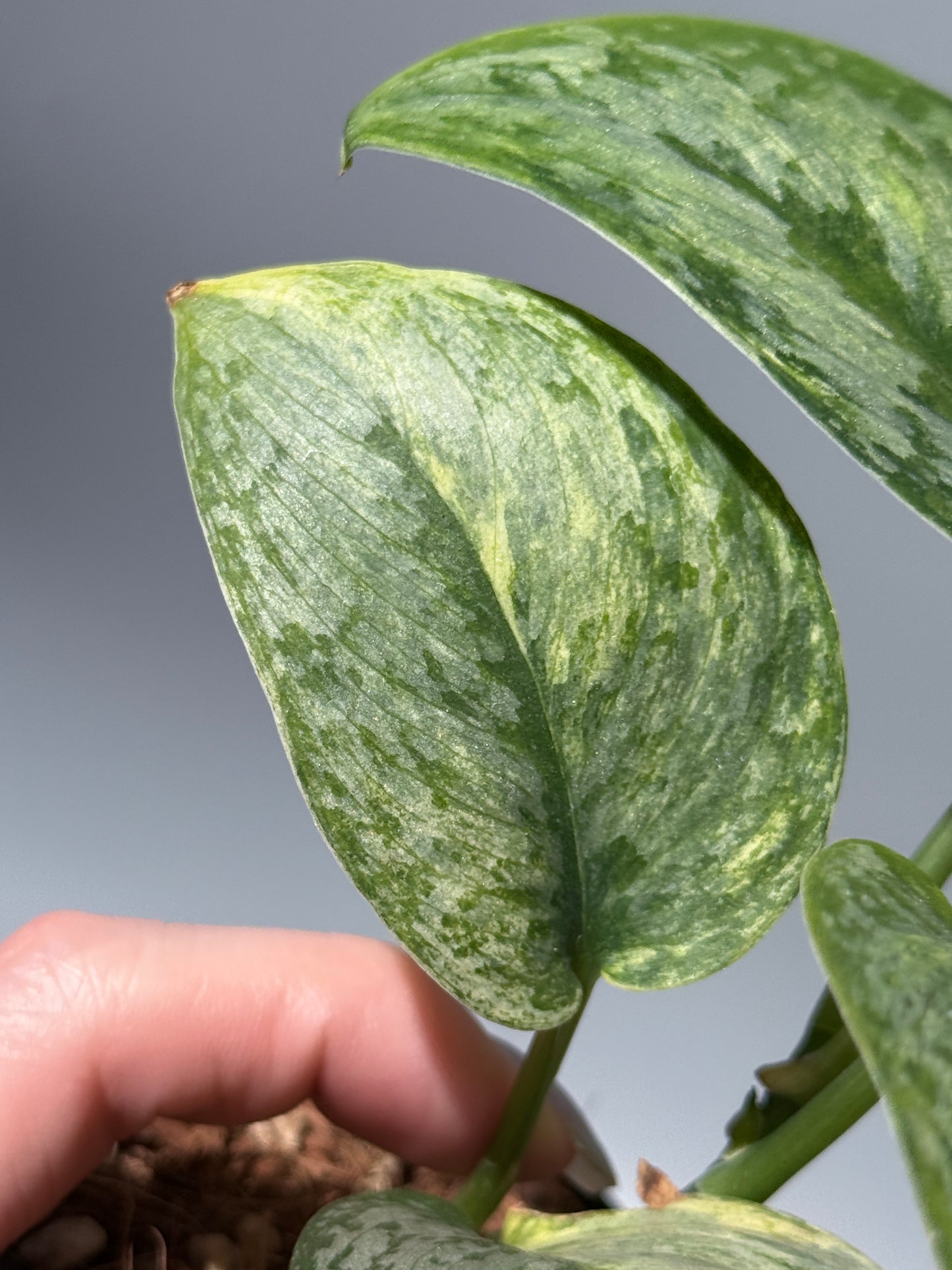 スキンダプサス サデワ トリカラー / Scindapsus sadewa tricolor (1)