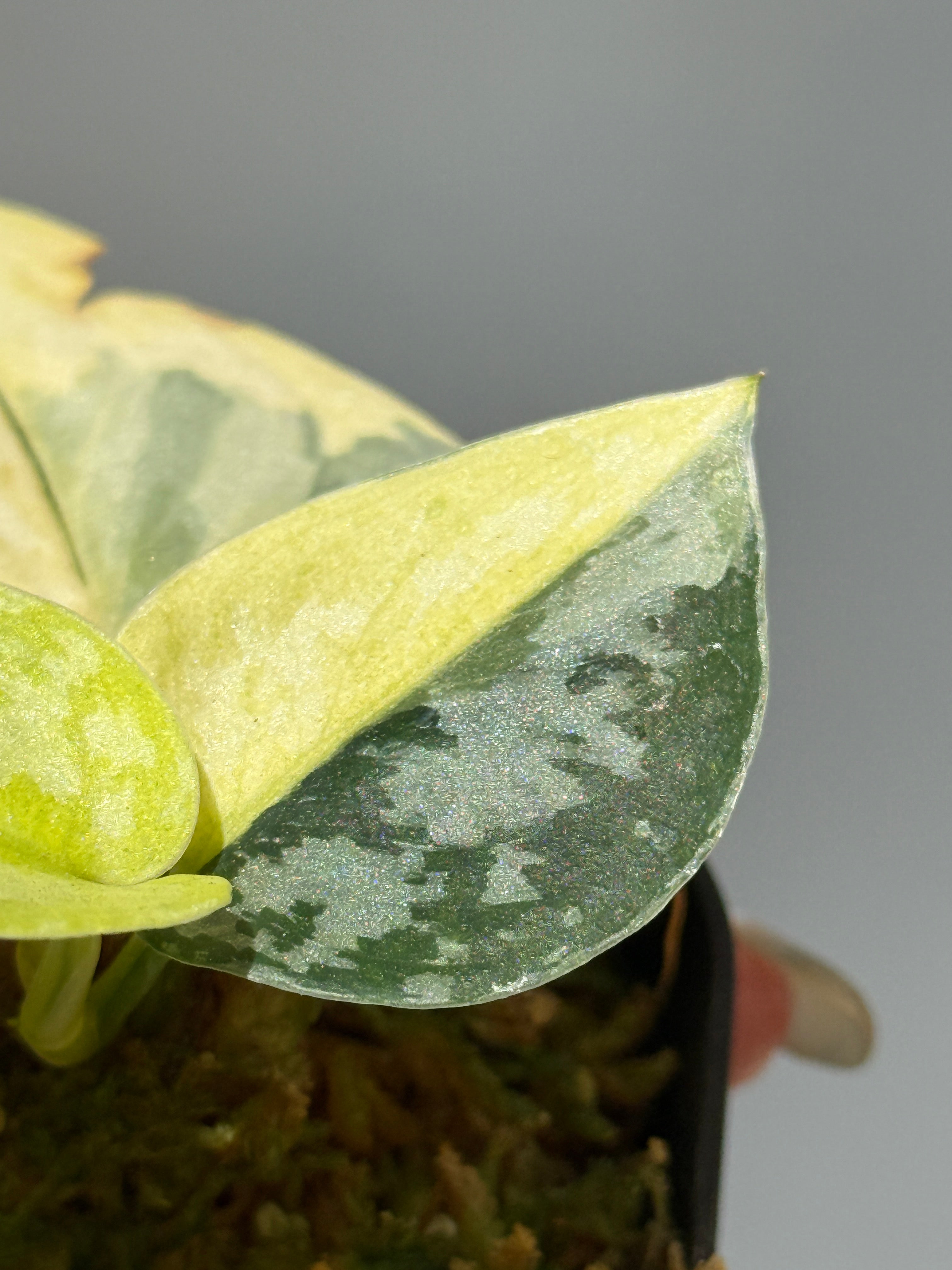 スキンダプサス マハリカ / Scindapsus maharlika (1) – Nakayama-Plants