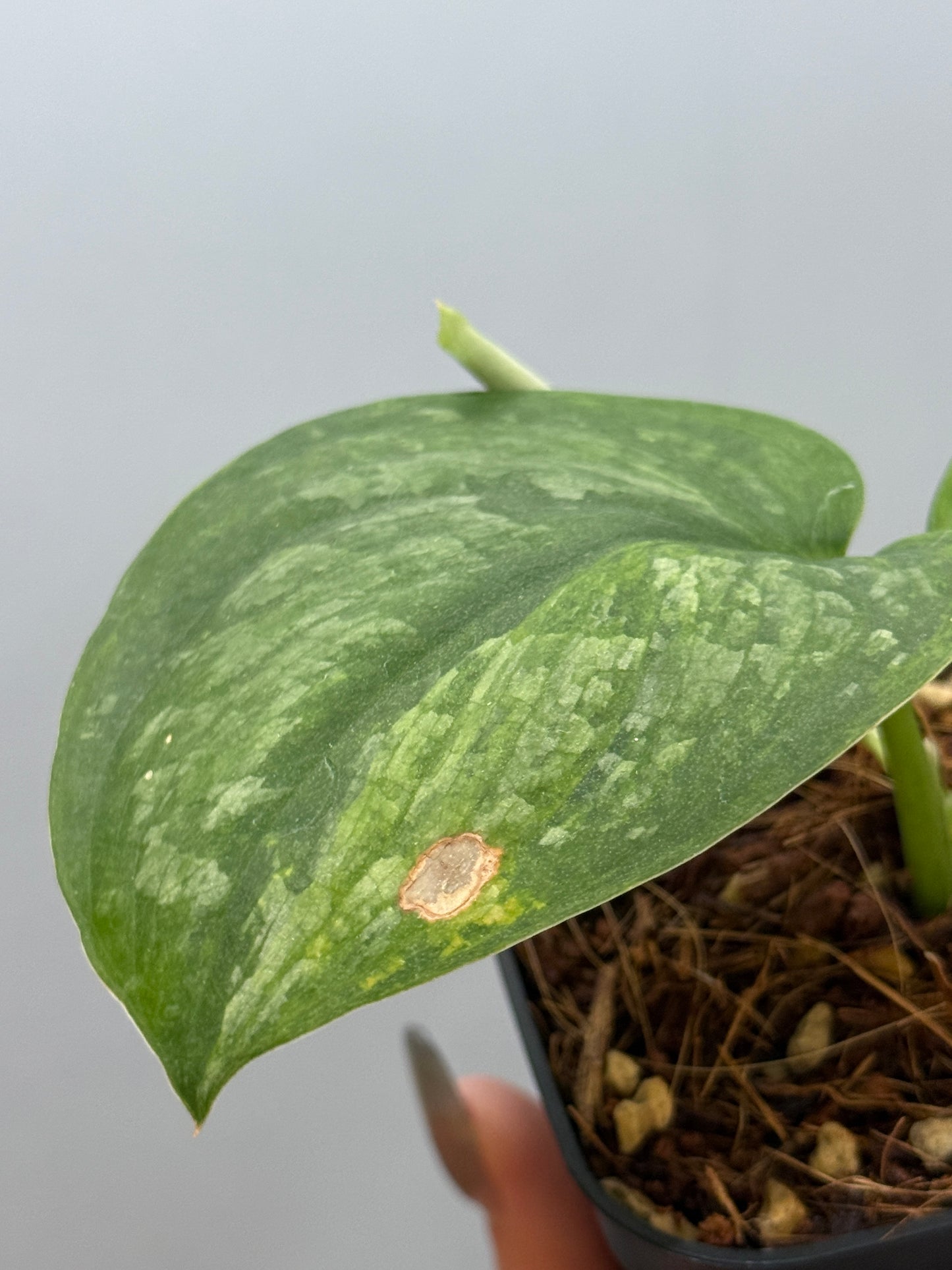 スキンダプサス グリーン ドラゴン / Scindapsus Green dorgon (1)