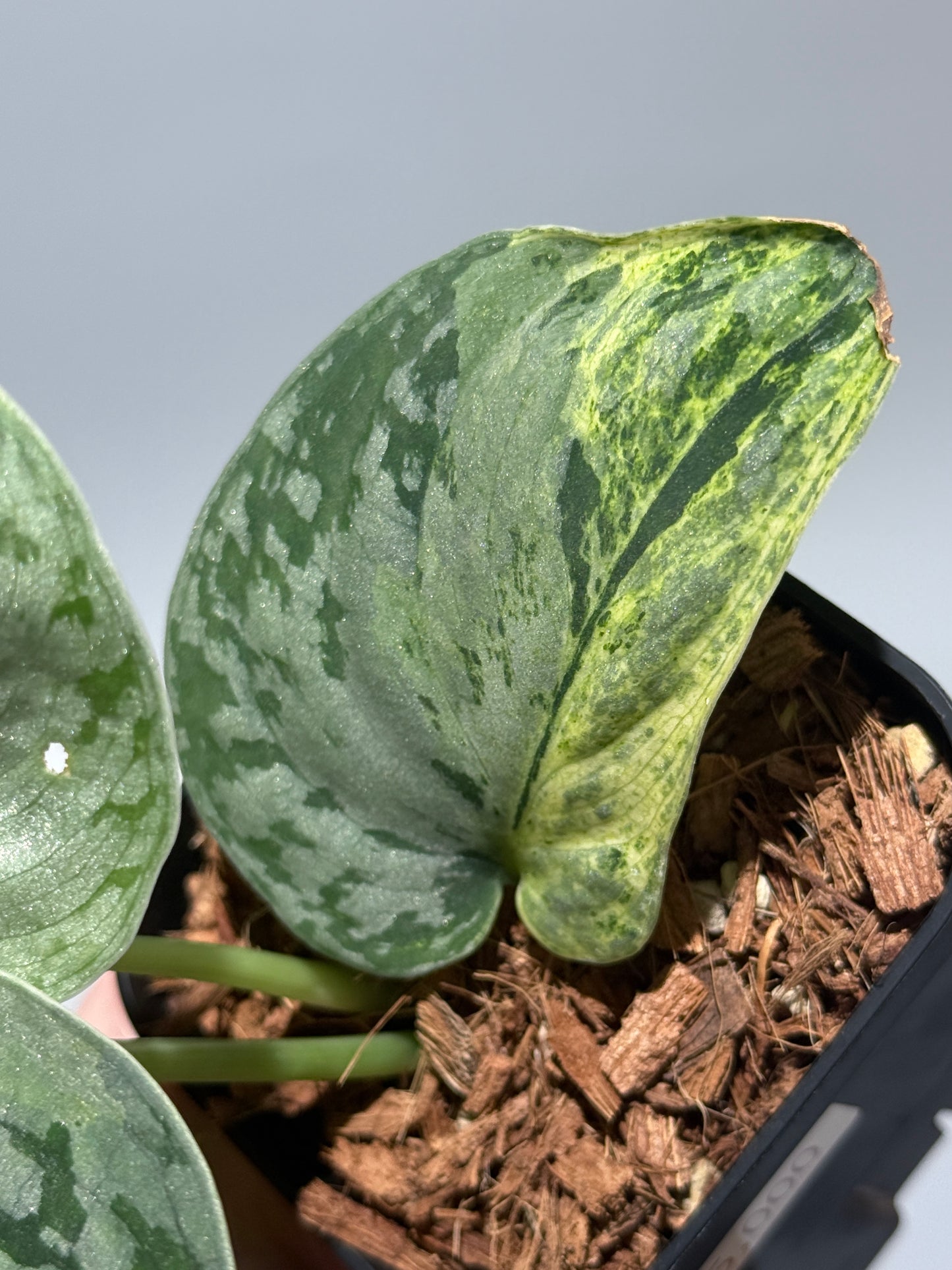 スキンダプサス スーパームーン チリン / Scindapsus Supermoon tilung (1)