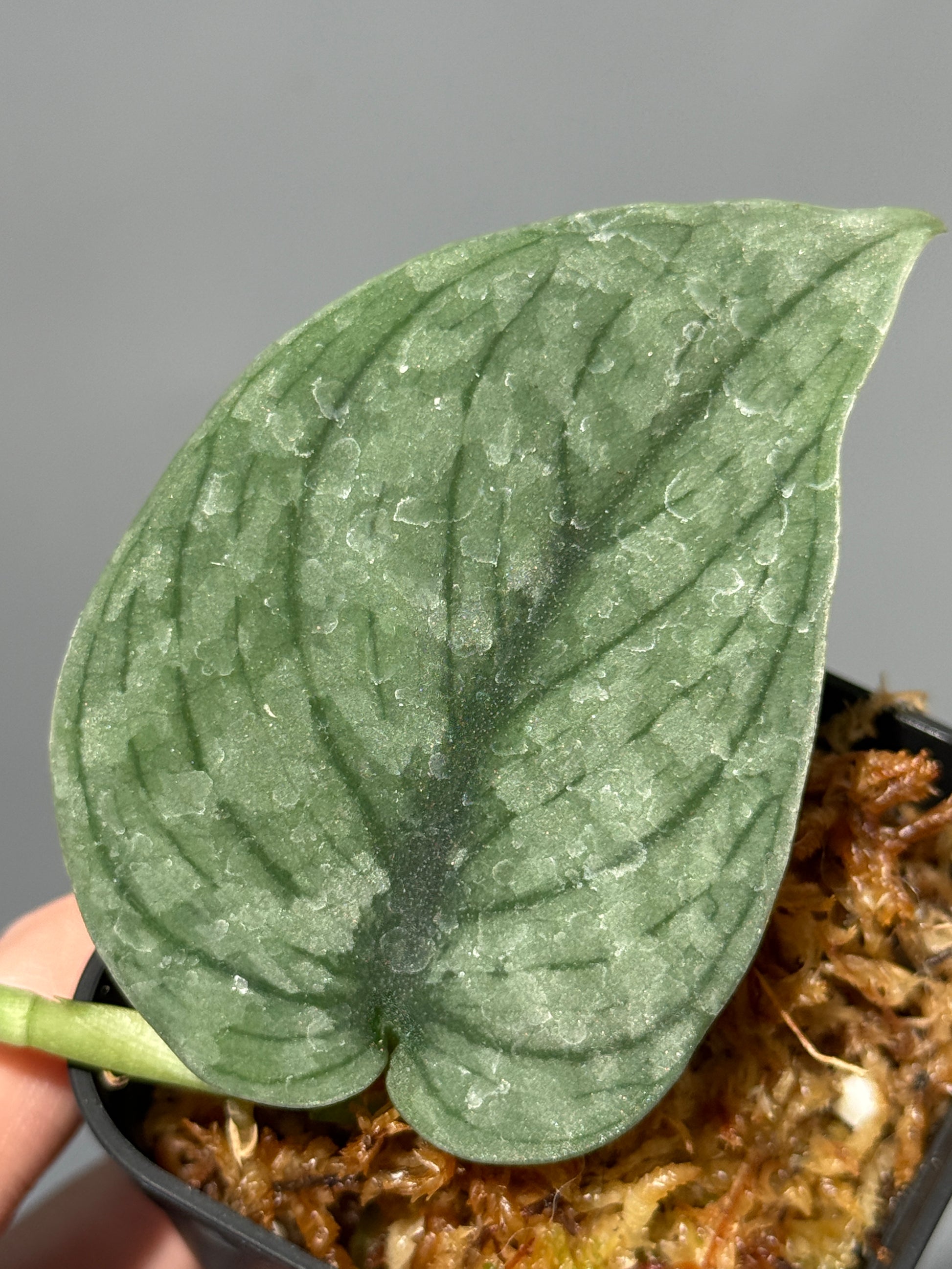 スキンダプサス グリーンベイン / Scindapsus Green vein (2)