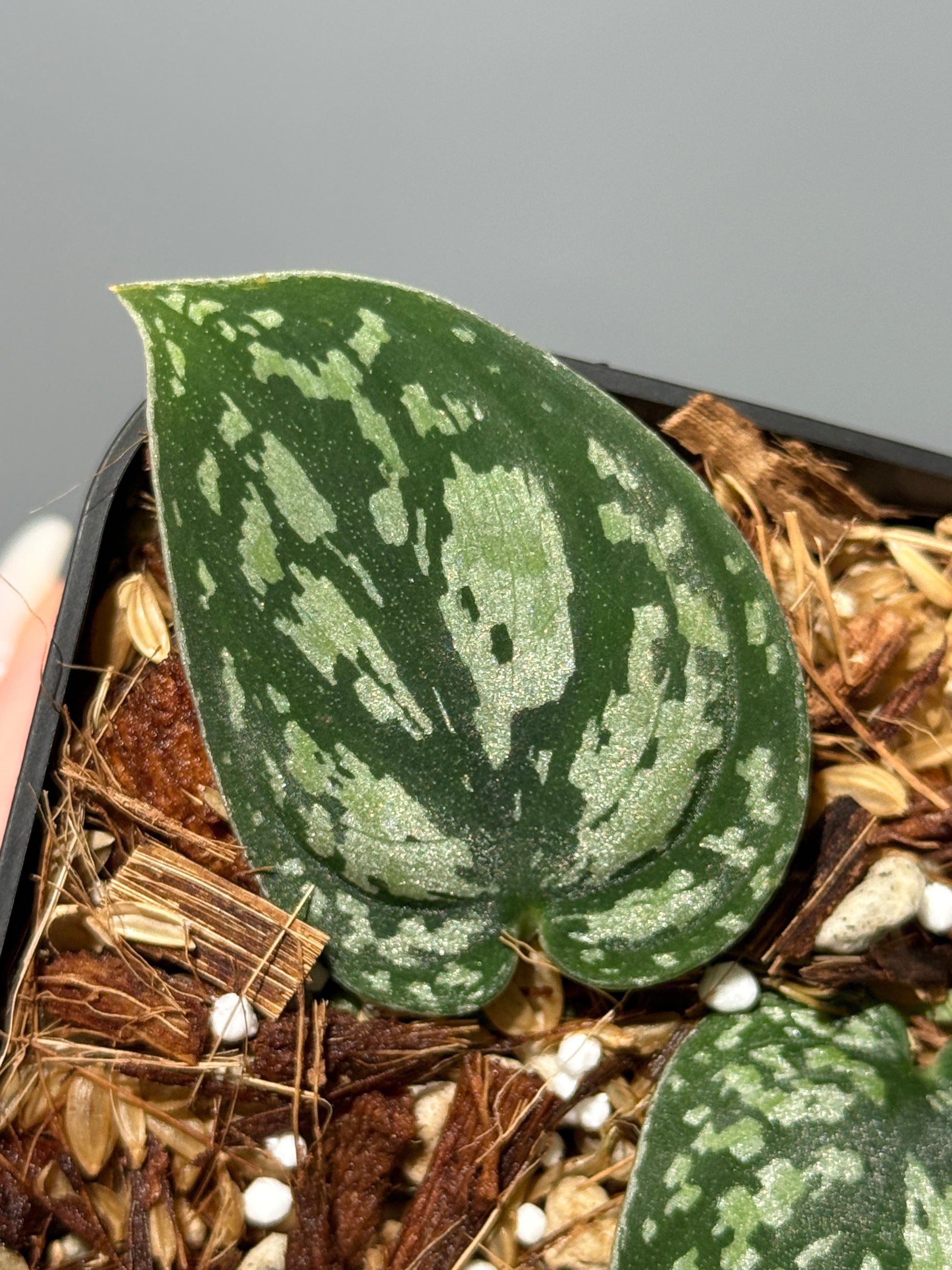 スキンダプサス トリカラー / Scindapsus tricolor (1)