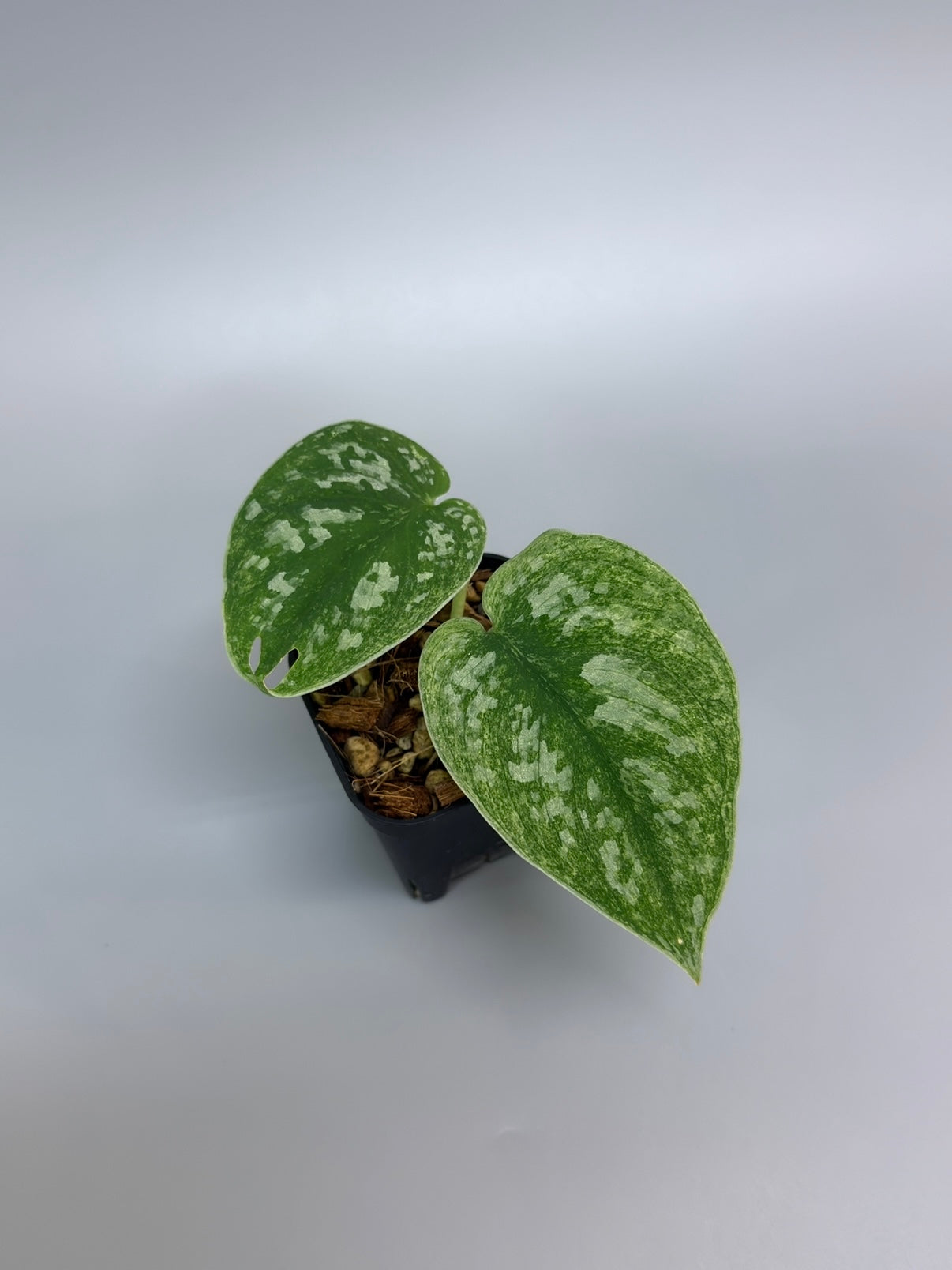 All Plants – Nakayama-Plants