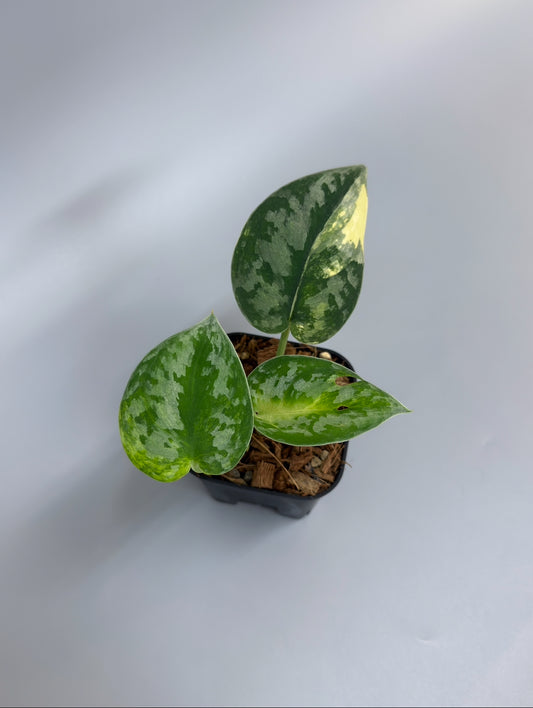 スキンダプサス バクダパティ / Scindapsus bakudapati (3)