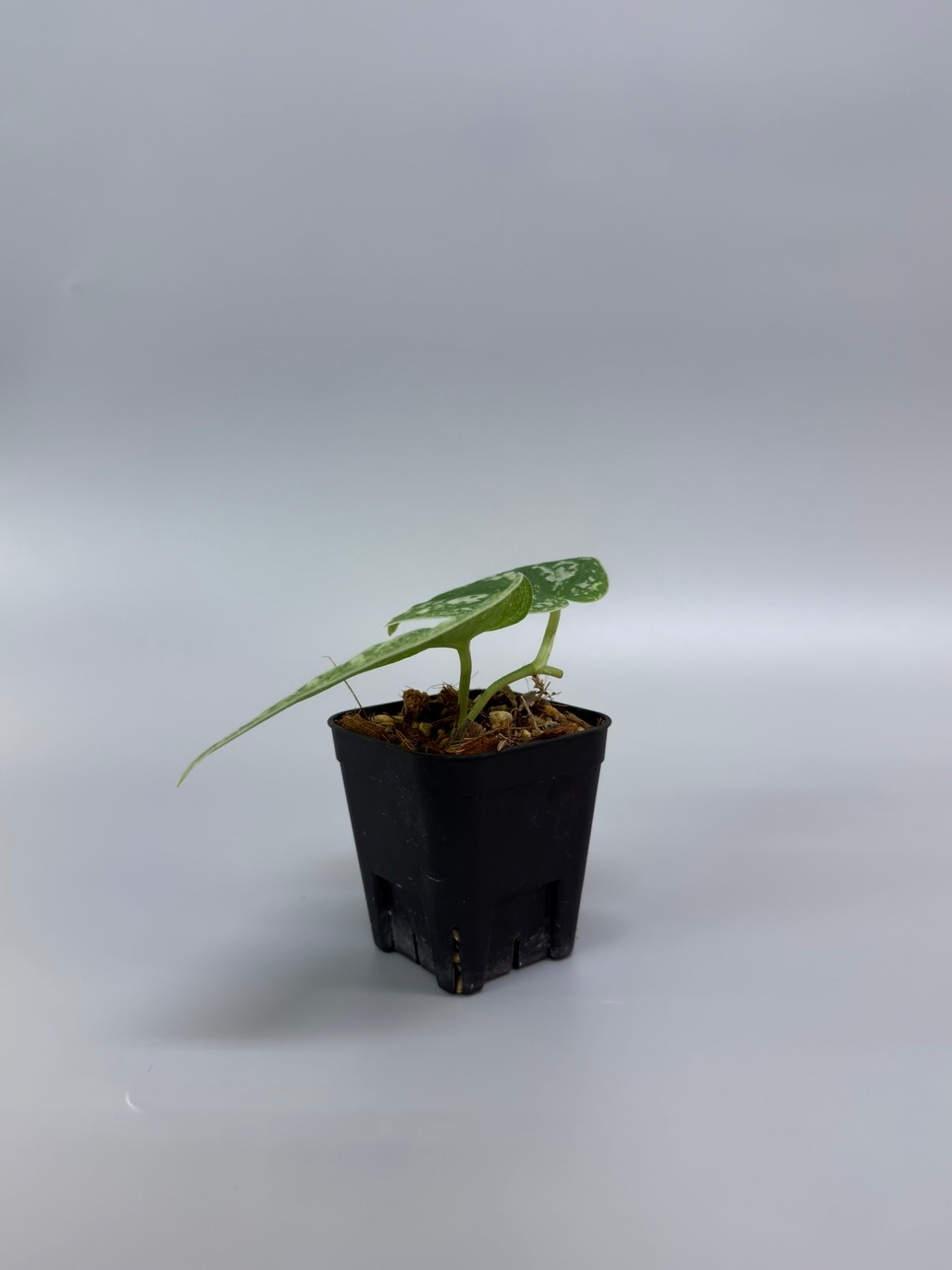 スキンダプサス ネビュラ / Scindapsus Nebula (2) – Nakayama-Plants