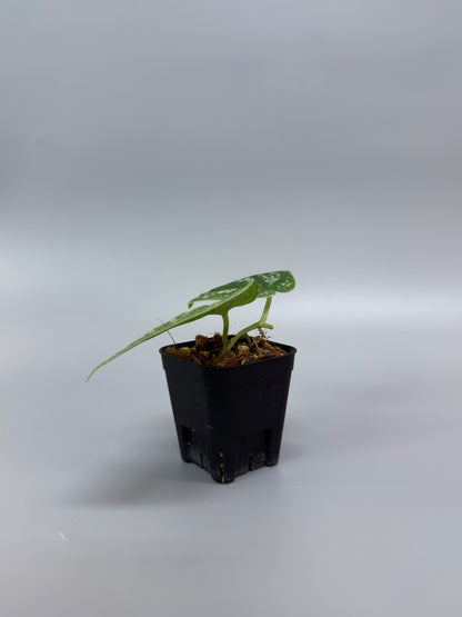 スキンダプサス ネビュラ / Scindapsus Nebula (2)