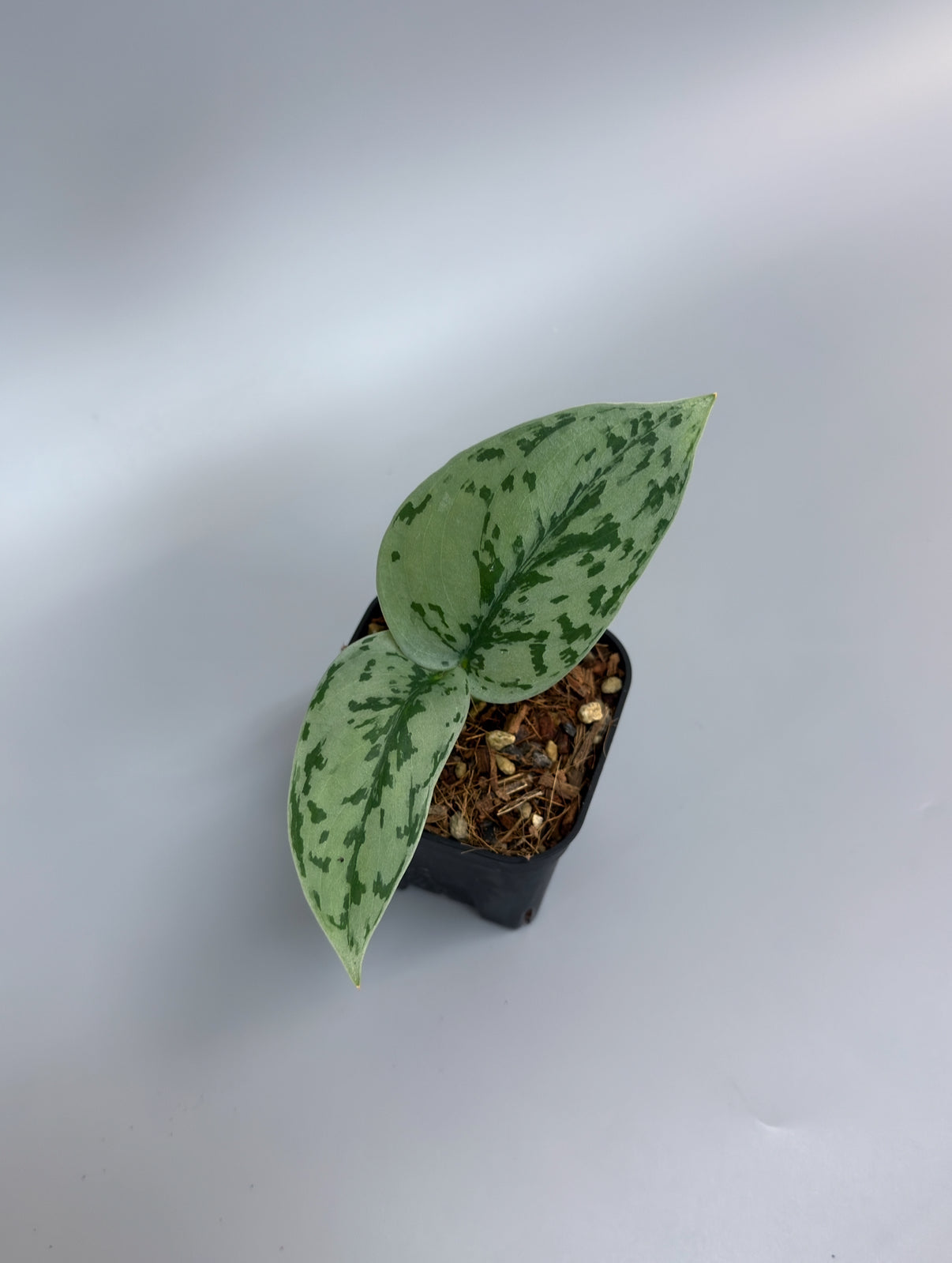 All Plants – Nakayama-Plants