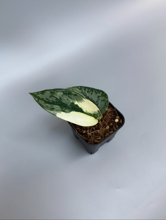 スキンダプサス ラカンビニ / Scindapsus lakambini  (3)