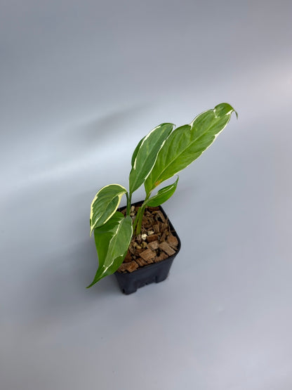 スキンダプサス リップスティック / Scindapsus Lipstick (2)