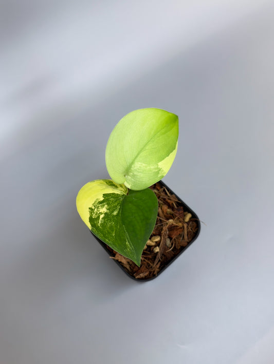 スキンダプサス ジェイドサテン オーレア  / Scindapsus jadesatin aurea  (4)