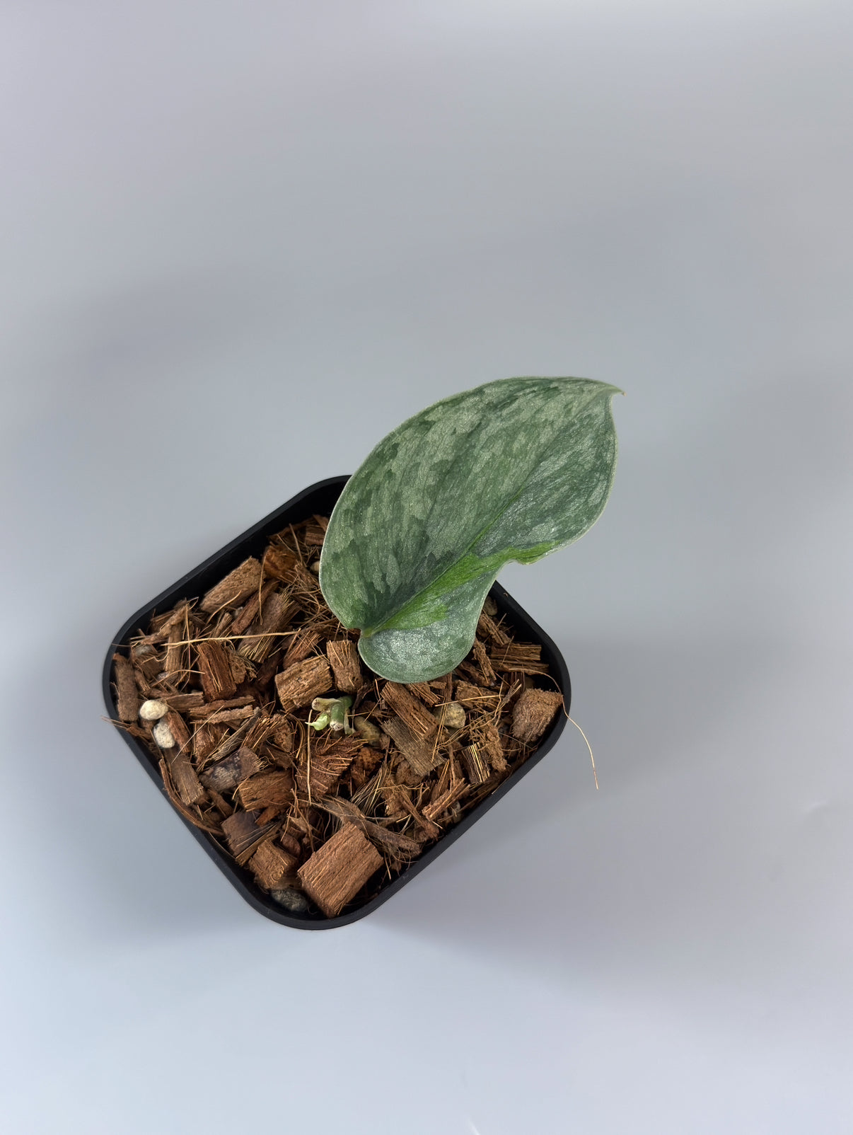 Nakayama Plants – Nakayama-Plants