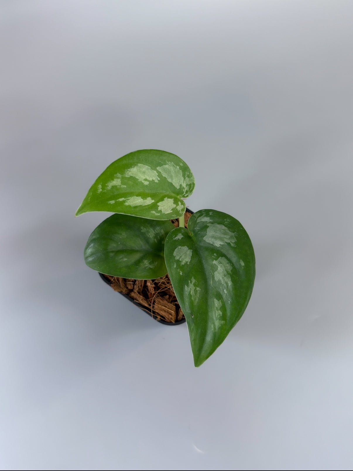 SIGUMA❗️スキンダプサス　マリポサ Scindapsus Mariposa スキンダプサス・マリポーサ 【公式通販】