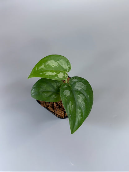 スキンダプサス エキゾチカ グローシ sp.サラワク / Scindapsus exotica glosy sp.serawak (3)