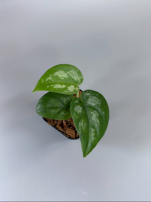 スキンダプサス エキゾチカ グローシ sp.サラワク / Scindapsus exotica glosy sp.serawak (3)