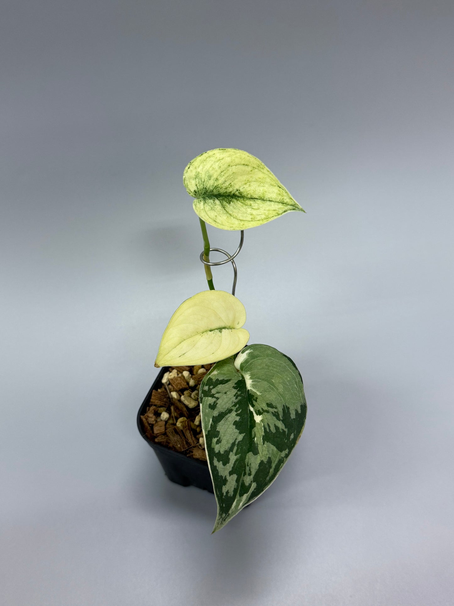 スキンダプサス マヤリ / Scindapsus mayari (2) – Nakayama-Plants