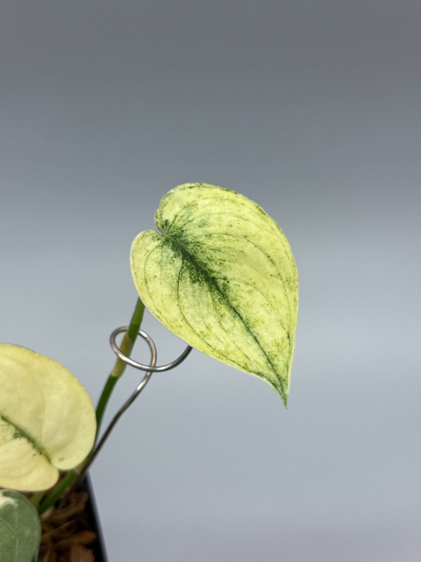 スキンダプサス マヤリ / Scindapsus mayari (2) – Nakayama-Plants