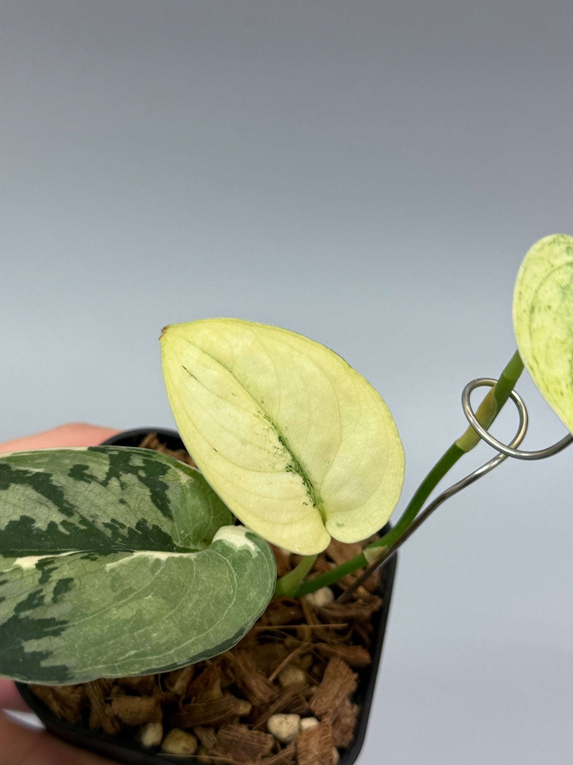 スキンダプサス マヤリ / Scindapsus mayari (2) – Nakayama-Plants