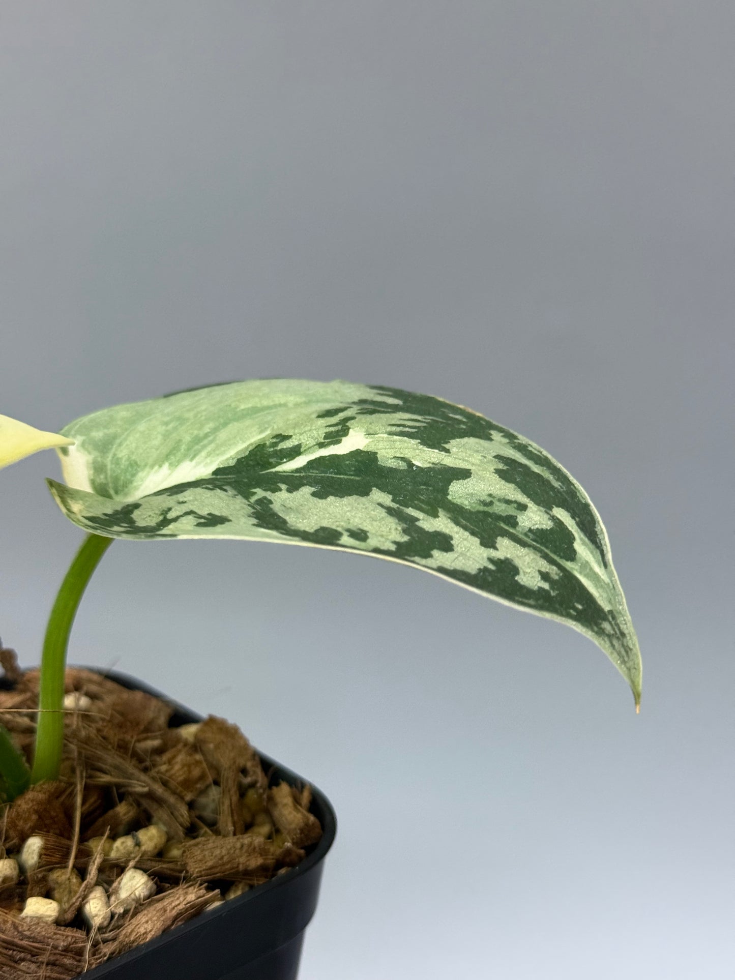 スキンダプサス マヤリ / Scindapsus mayari (2)