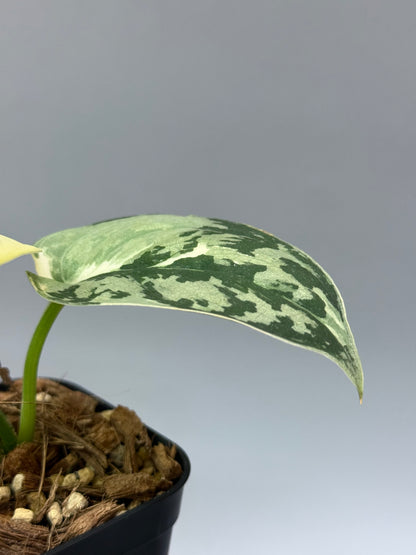 スキンダプサス マヤリ / Scindapsus mayari (2)