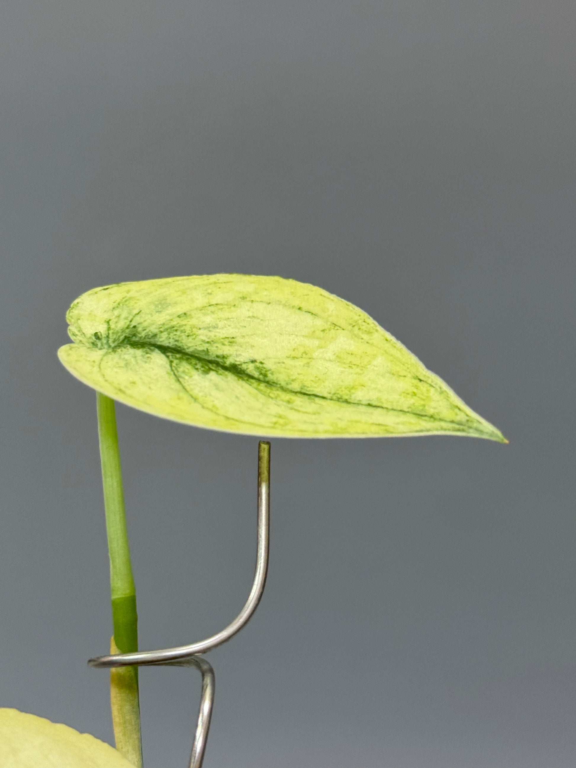 スキンダプサス マヤリ SCINDAPSUS MAYARI スキンダプサス マヤリ / Scindapsus mayari (2) – Nakayama-Plants