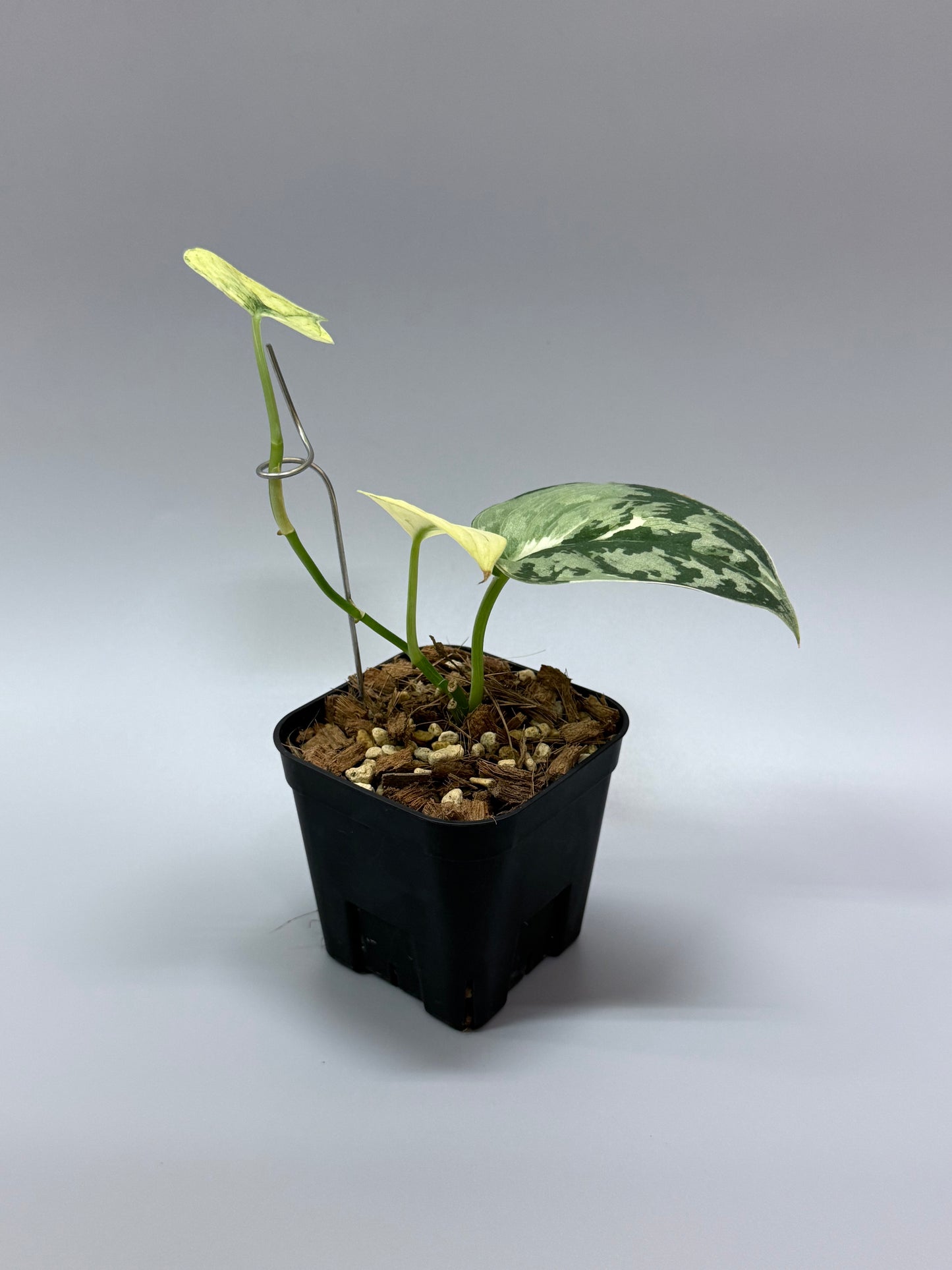 スキンダプサス マヤリ / Scindapsus mayari (2) – Nakayama-Plants