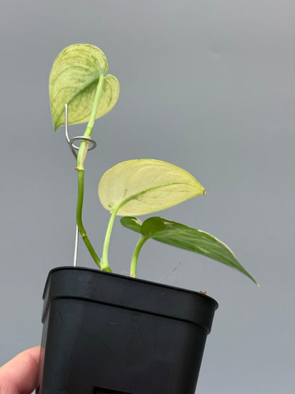 スキンダプサス マヤリ / Scindapsus mayari (2)