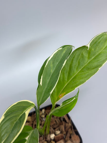 スキンダプサス リップスティック / Scindapsus Lipstick (2)