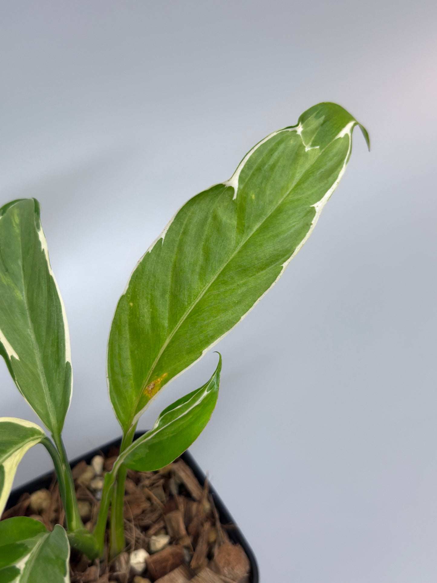 スキンダプサス リップスティック / Scindapsus Lipstick (2)