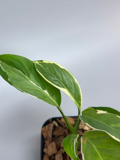 スキンダプサス リップスティック / Scindapsus Lipstick (2)