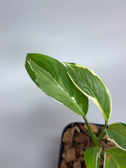 スキンダプサス リップスティック / Scindapsus Lipstick (2)