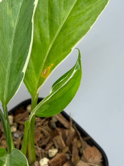 スキンダプサス リップスティック / Scindapsus Lipstick (2)