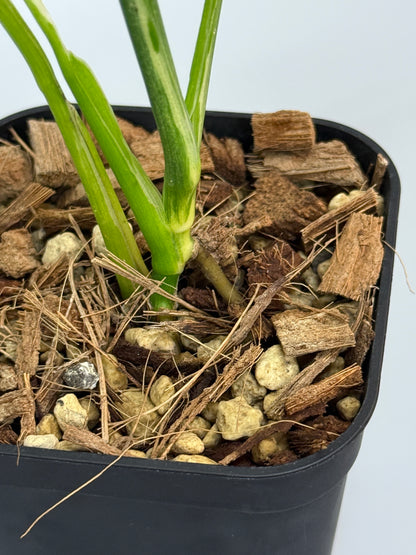 スキンダプサス リップスティック / Scindapsus Lipstick (2)