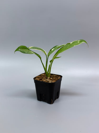 スキンダプサス リップスティック / Scindapsus Lipstick (2)