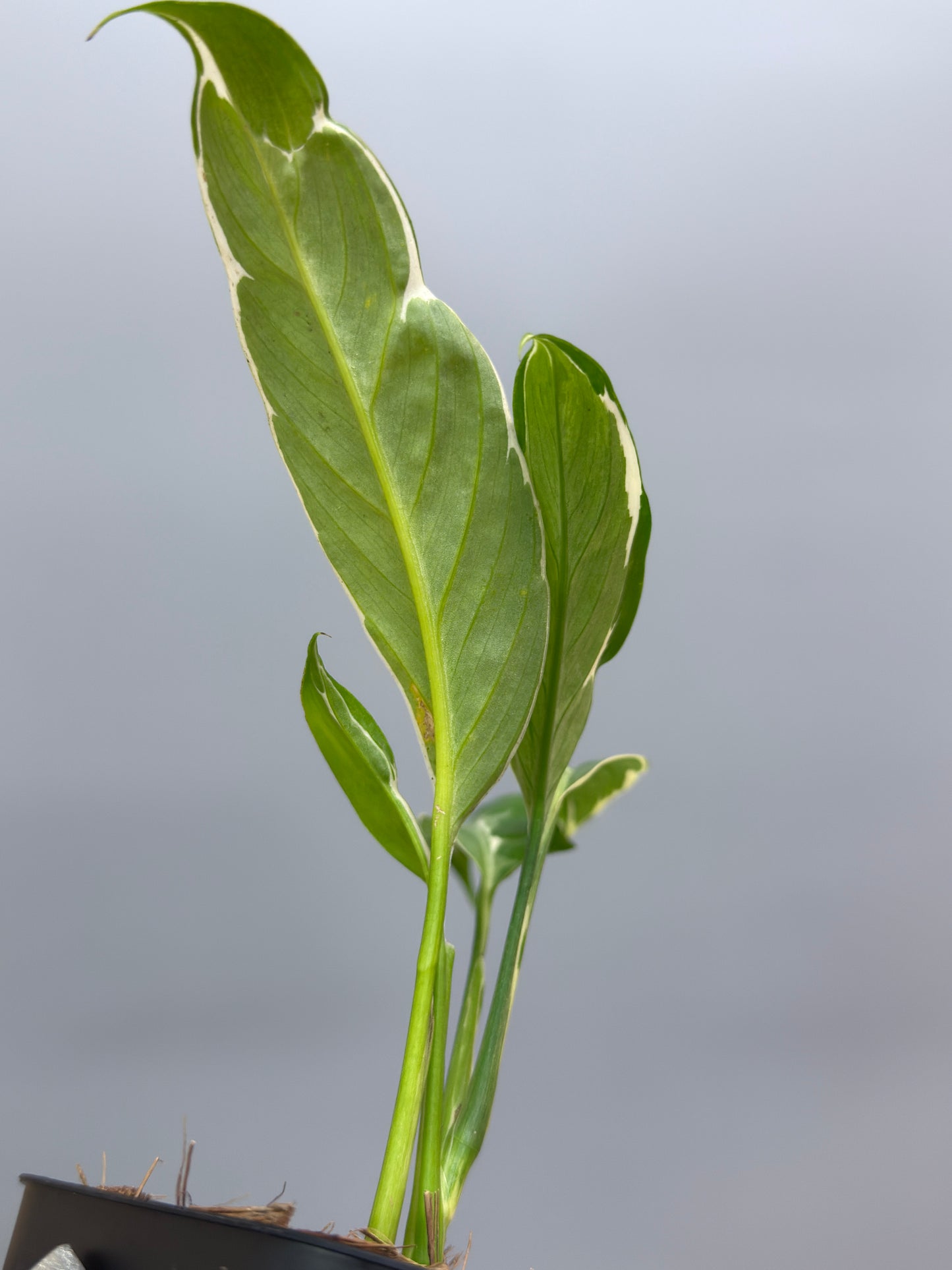 スキンダプサス リップスティック / Scindapsus Lipstick (2)