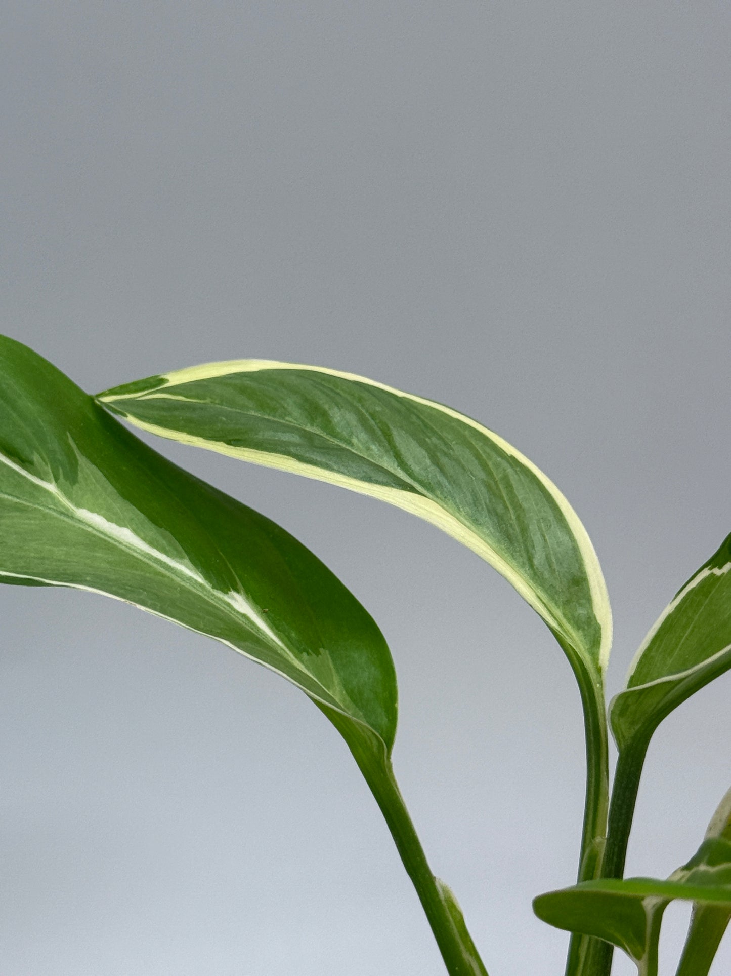 スキンダプサス リップスティック / Scindapsus Lipstick (2)