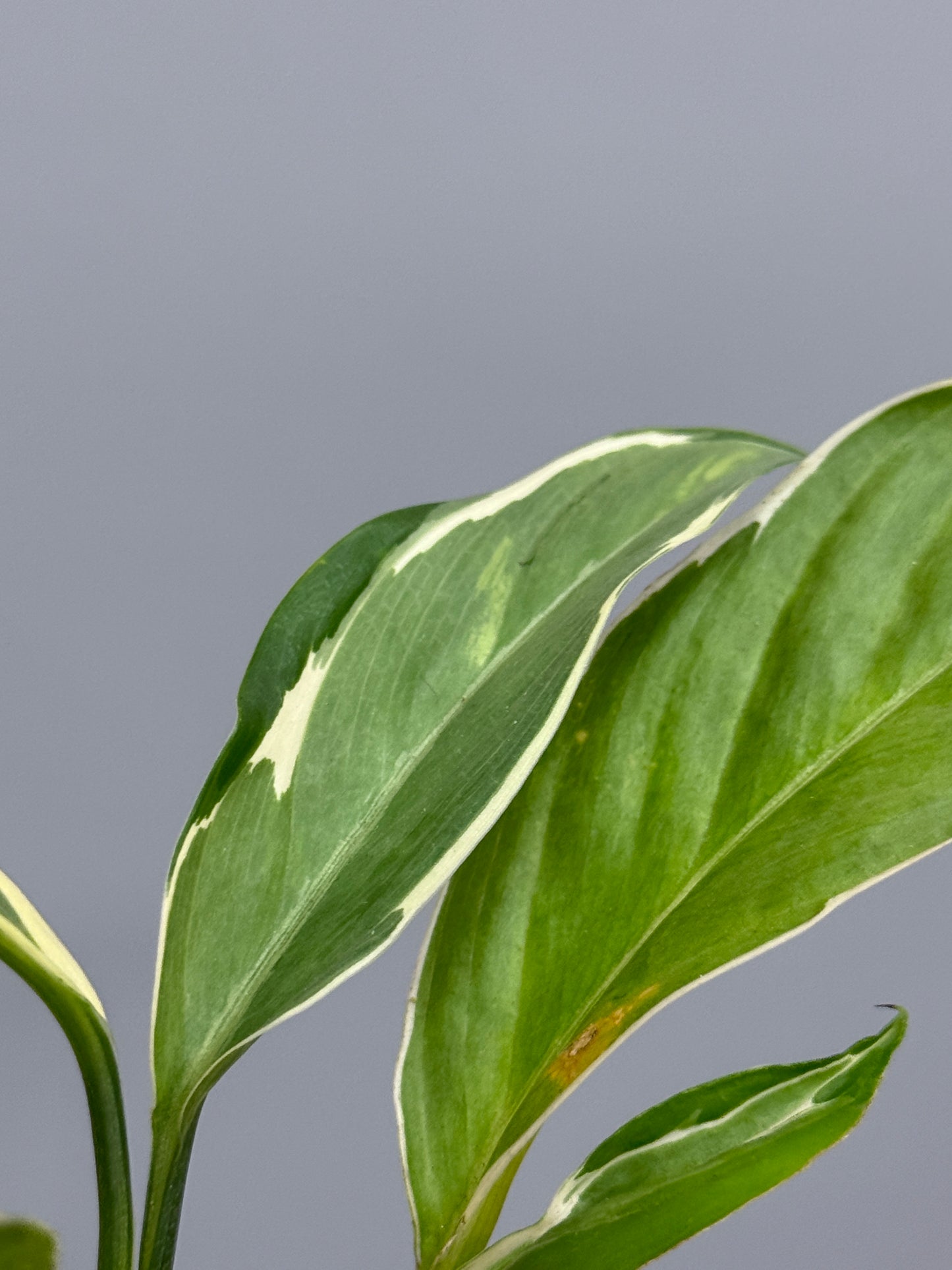 スキンダプサス リップスティック / Scindapsus Lipstick (2)