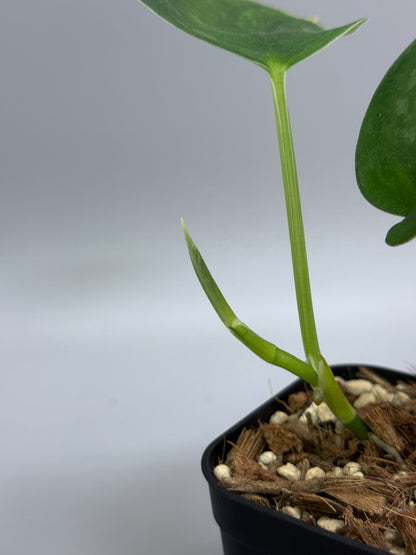 スキンダプサス グリーン エメラルド / Scindapsus green emerald (1)