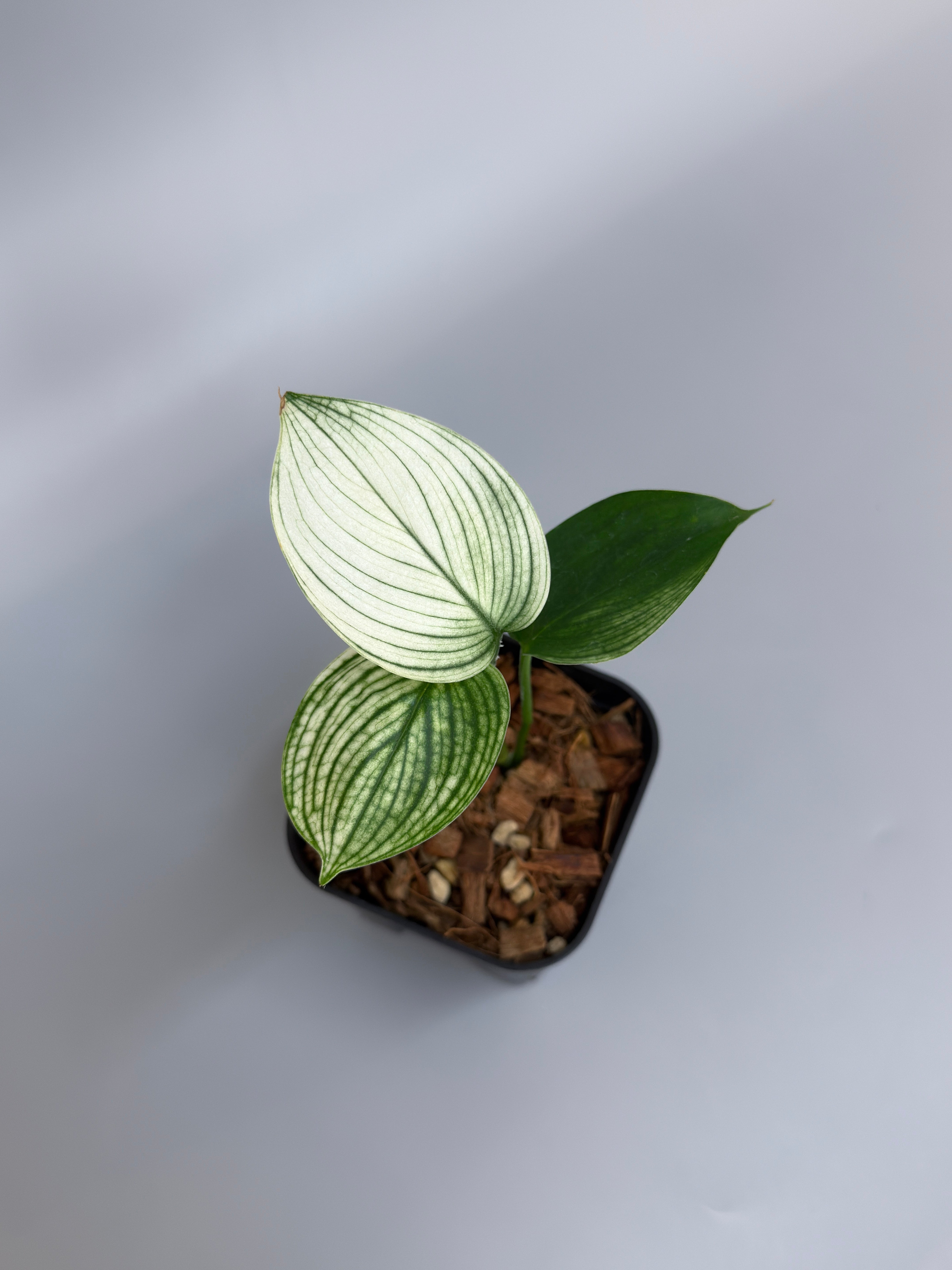 All Plants – Nakayama-Plants