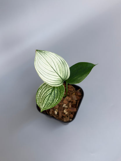 スキンダプサス ホワイトモンスター / Scindapsus whitemonster (4)