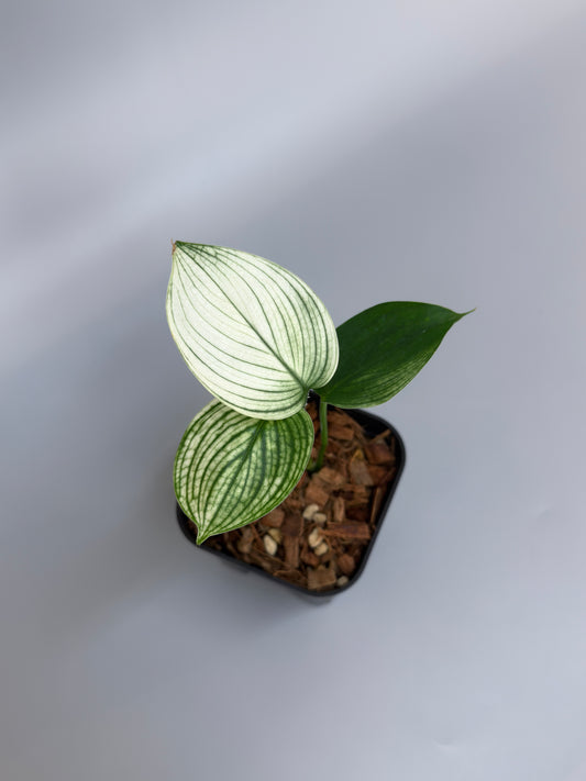 スキンダプサス ホワイトモンスター / Scindapsus whitemonster (4)