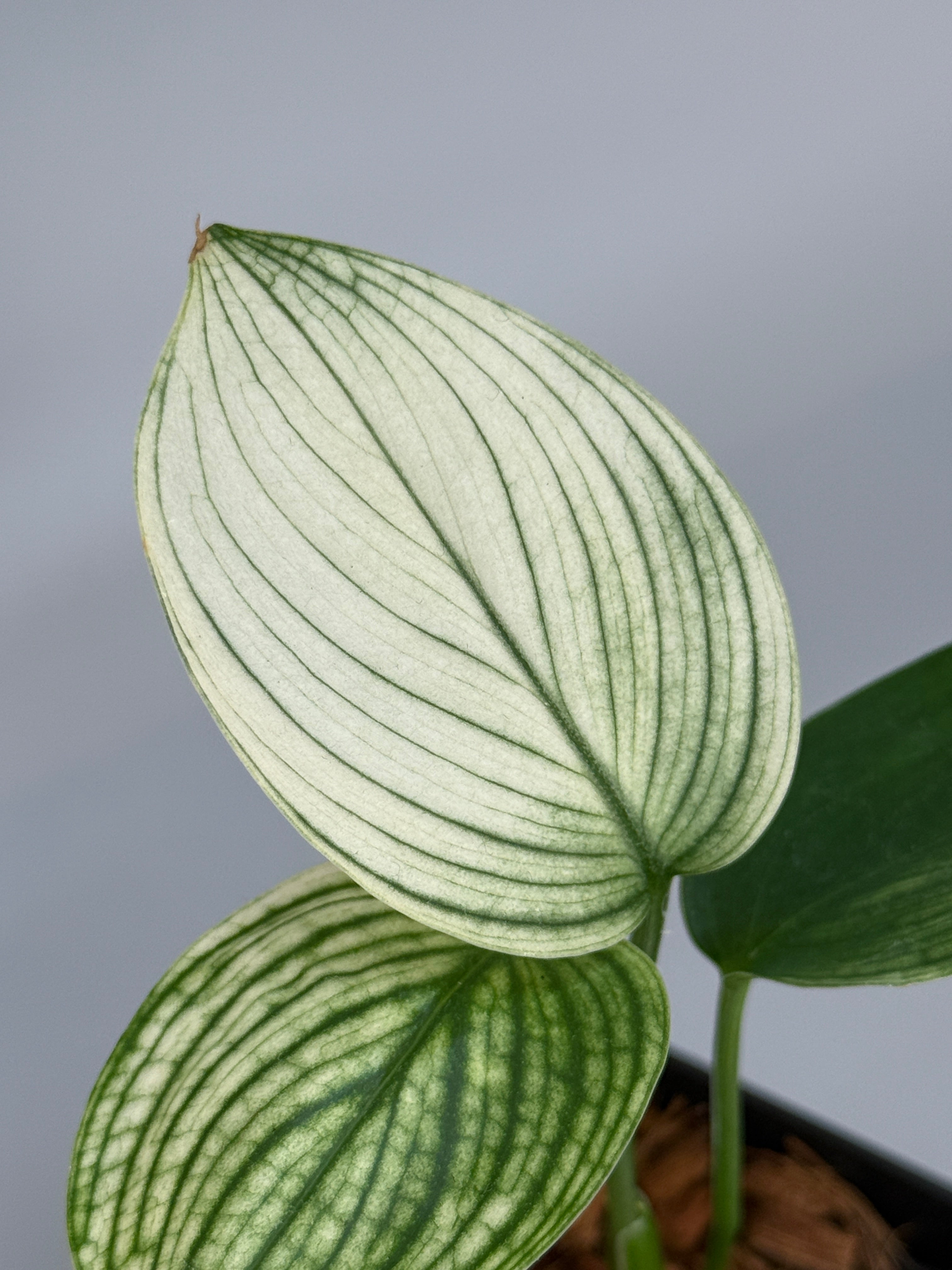 Nakayama Plants – Nakayama-Plants