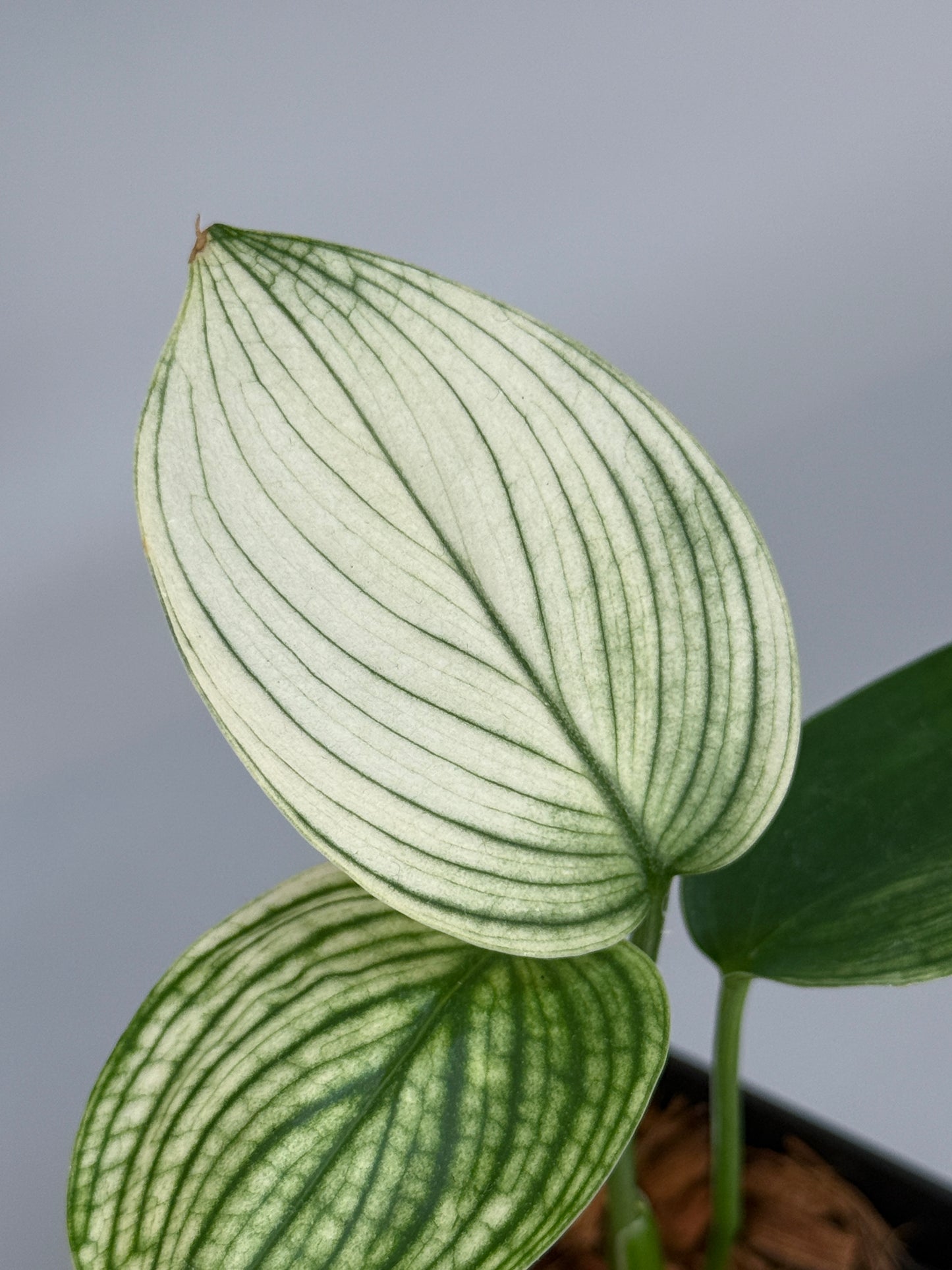 スキンダプサス ホワイトモンスター / Scindapsus whitemonster (4)