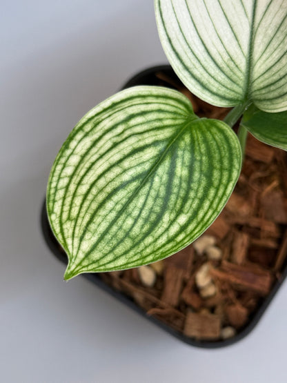 スキンダプサス ホワイトモンスター / Scindapsus whitemonster (4)