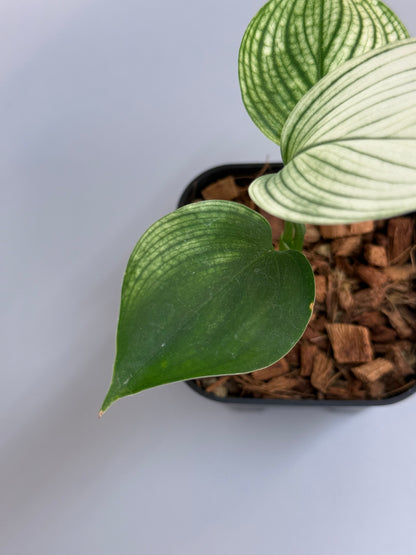 スキンダプサス ホワイトモンスター / Scindapsus whitemonster (4)