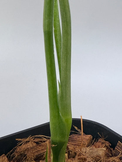 スキンダプサス ホワイトモンスター / Scindapsus whitemonster (4)